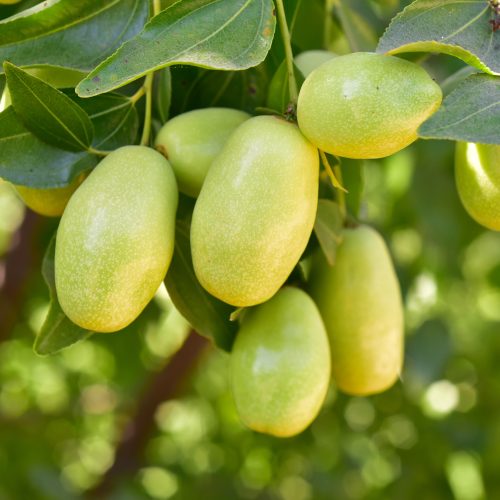 obrazok na webe Jojobový olej – prečo nie je olej a prečo ho Vaša pleť toleruje tak dobre? Detail nezrelých svetlozelených plodov jojoby (Simmondsia chinensis) na konári – zdroj jojobového oleja, ktorý je v skutočnosti tekutý vosk