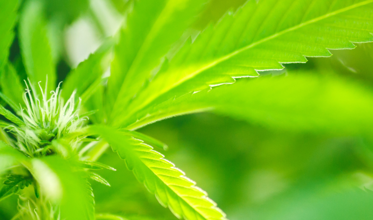 obrazok na webe Konopný olej na pleť – účinky na pleť a použitie Mladá rastlina konope siateho (Cannabis sativa) s typickými pílkovitými listami – zdroj semien na výrobu konopného oleja